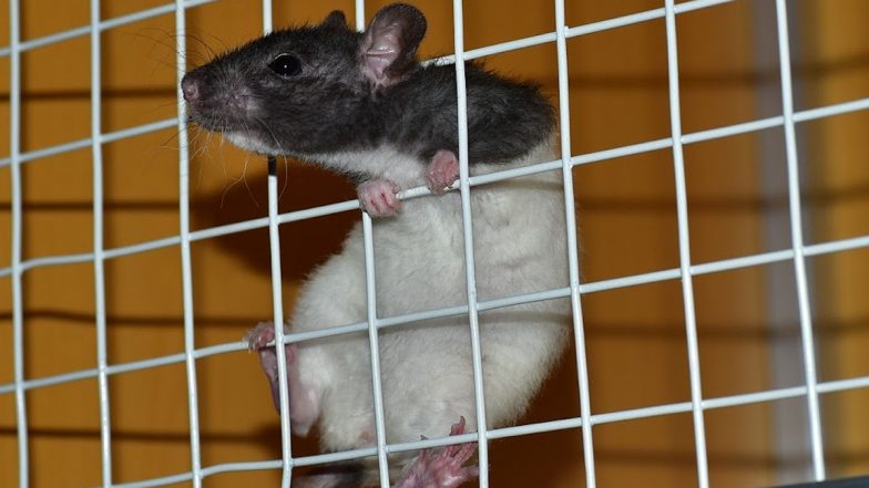 Madhya Pradesh: Rats Steal, Consume Over 60 Bottles of Country-Made Liquor at Police Station in Chhindwara, Cops Manage to Trap One Rodent