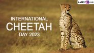 International Cheetah Day 2023 Date: Know History and Significance of the Day That Aims To Raise Awareness About Conservation of Cheetahs