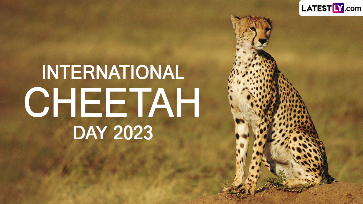 Festivals & Events News | When Is International Cheetah Day 2023? Know ...