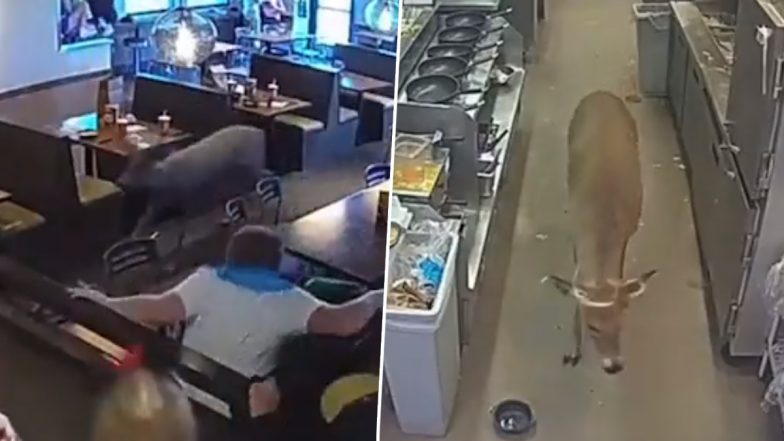 Surprise Visit! Deer Crashes Into Busy Noodles Restaurant in Wisconsin During Rush Lunch Hour, Takes Stroll of Kitchen Before Exiting Eatery