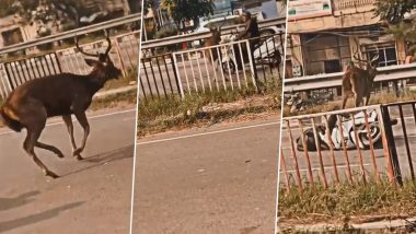 Punjab: Sambar Deer Wanders On Jalandhar Highway, Crashes Into Scooter (Watch Video)