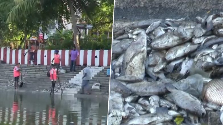 Chennai: Dead Fish Found Floating in Kapaleeswarar Temple Pond in Mylapore (Watch Video)