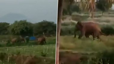 Elephant Attack in Tamil Nadu: Farmers Demand Compensation After Herd of Wild Elephants Destroys Crops in Dharmapuri; Divisional Forest Officer Responds (Watch Video)