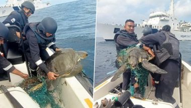 Indian Coast Guard Saves Olive Ridley Turtles Entangled in Nets off Chennai Coast (See Pics)