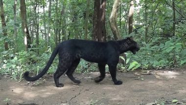 Rare Black Leopard Spotted in Forest During Ongoing Tiger Census in Odisha (See Pics)