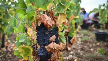 Global Wine Output Falls to Lowest Level in 60-years