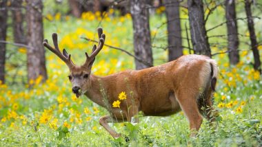 ‘Zombie Deer Disease’ in US: Yellowstone National Park Registers First Known Case of Disease That Leaves Animals Confused and Drooling, Know Everything About It