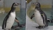 Mumbai: Three Humboldt Penguin Chicks, Coco, Stella and Jerry Christened at Veermata Jijabai Bhosale Udyan and Zoo (Watch Video)