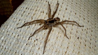 Wolf Spider ‘Lays Eggs' in British Tourist’s Toe During Cruise Holiday in France
