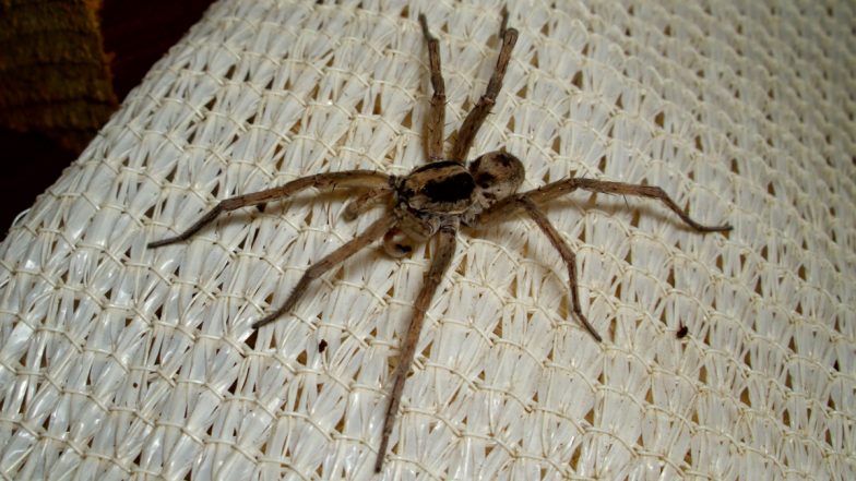 Wolf Spider ‘Lays Eggs' in British Tourist’s Toe During Cruise Holiday in France