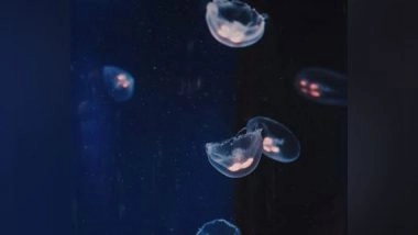 Health News | Researchers Examine Changes in Coral Microbiome Under Hypoxia