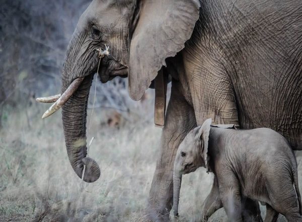 Science News | Tree Diversity is Influenced by Large Herbivores: Study