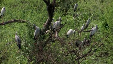 Diwali 2023: Tamil Nadu's Kolkudpatti Village Prefers Crackerless Diwali to Protect Migratory Birds