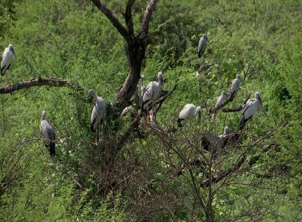 Diwali 2023: Tamil Nadu's Kolkudpatti Village Prefers Crackerless Diwali to Protect Migratory Birds