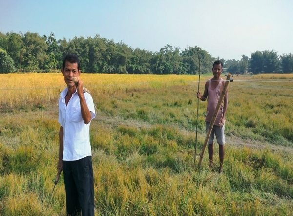 India News | Assam: Wildlife NGO, WWF Install Seasonal Solar Fence to Protect Paddy from Wild Elephants
