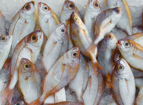India News | J-K: Workshop on Promotion of Fish Farming Organised, Providing Platform to Young Entrepreneurs