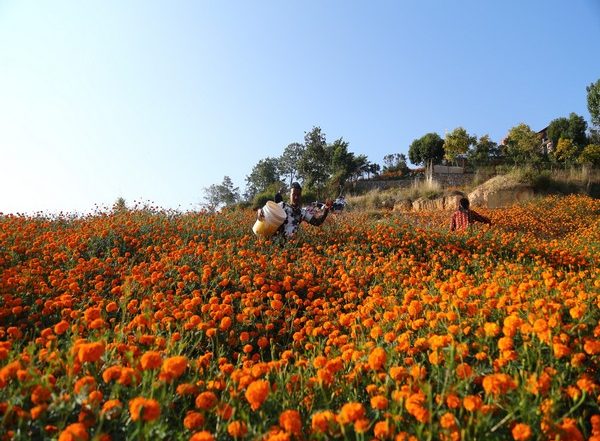 World News | Florists in Kathmandu Get Busy Plucking Flowers as Tihar Festival Begins in Nepal