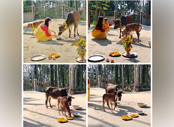 India News | Gorkhas Worship Cows on Day 3 of Tihar in Assam; See Pictures