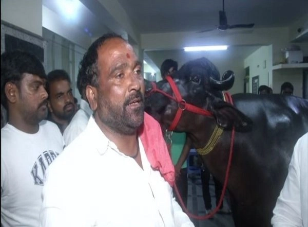 India News | Hyderabad Gears Up for the Sadar Festival--a Carnival of Buffaloes