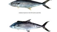 India News | Two More Seer Fish Species Discovered in Indian Waters
