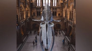 Science News | Study Helps Deploy Pioneering Method Using Rhenium as Proxy for Carbon