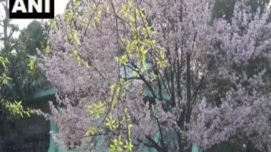 India News | Meghalaya Gears Up to Host Shillong Cherry Blossom Festival 2023