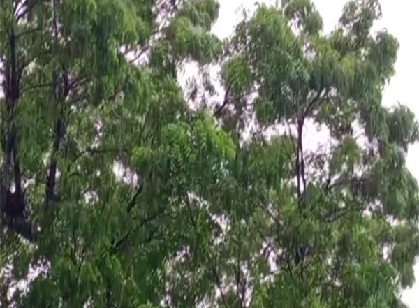 India News | Tamil Nadu: Heavy Rain Damaged Crops in Nagapattinam, Complain Farmers