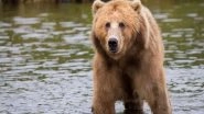 Science News | Even During Hibernation, Bear Genes Exhibit Circadian Rhythms