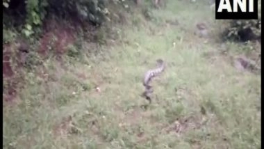 India News | 15-foot-long Cobra Rescued from Factory in Tamil Nadu's Tenkasi