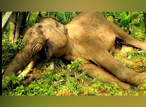 India News | Tamil Nadu: Tusker Dies Due to Electrocution in Nilgiris