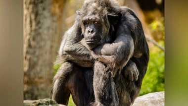 Science News | Fishing Chimpanzees Found to Like Termites as a Seasonal Delicacy