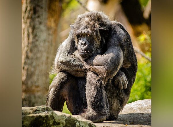 Science News | Fishing Chimpanzees Found to Like Termites as a Seasonal Delicacy
