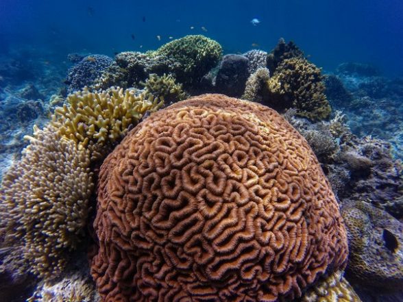 Science News | Heat-tolerant Coral May Trade Fast Development for Resilience: Study - Vimarsana News