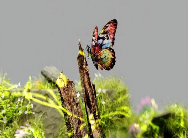 Science News | Social Media Helping to Protect Biodiversity: Study
