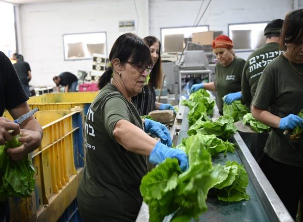 World News | Volunteers Give First Aid to Israeli Agriculture in War Time