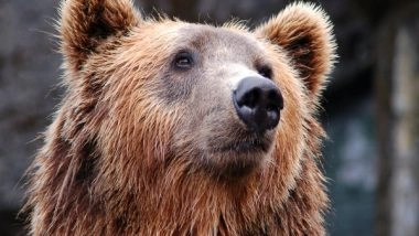 Science News | Bear Genes Exhibit Circadian Rhythms Even when Hibernating