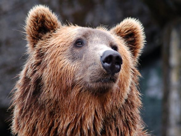Science News | Bear Genes Exhibit Circadian Rhythms Even when Hibernating - Vimarsana News