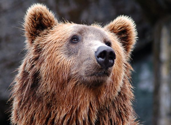 Science News | Bear Genes Exhibit Circadian Rhythms Even when Hibernating