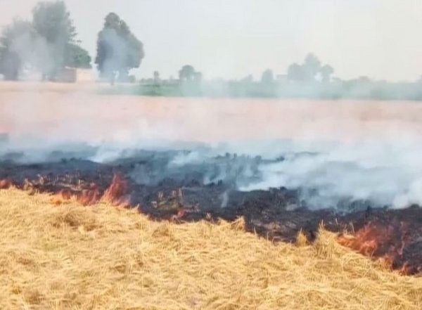 India News | Punjab: Stubble-burning Cases Continue to Decline for Third Day, 634 Cases Recorded on Monday