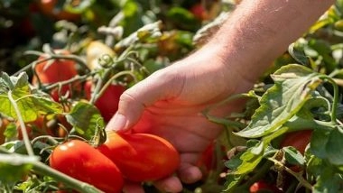 Business News | A Touch of Gold for Your Indian Delicacies - Red Gold Tomatoes from Europe