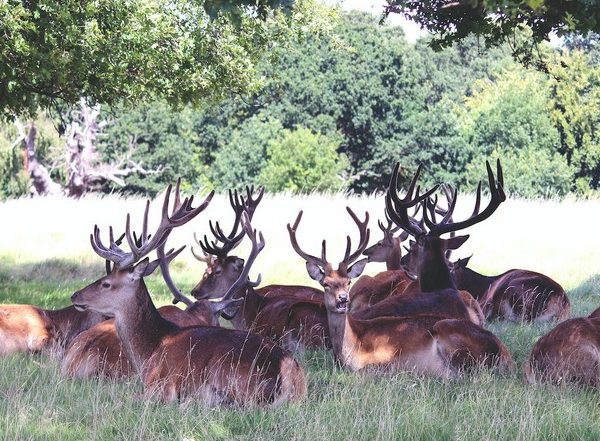 Science News | Temperature Extremes Influence Distribution of Species: Study