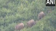 India News | Over 30 Wild Elephants Enter Tamil Nadu's Nokkanur, Authorities Issue Alert