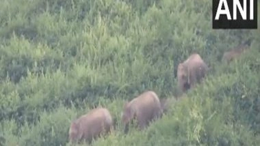 India News | Over 30 Wild Elephants Enter Tamil Nadu's Nokkanur, Authorities Issue Alert