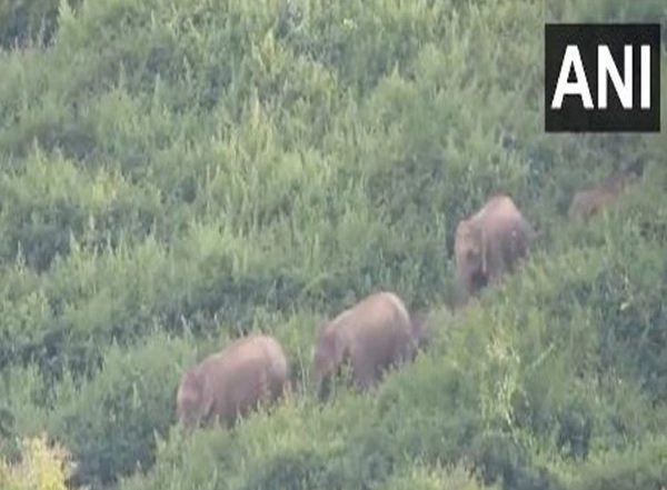 India News | Over 30 Wild Elephants Enter Tamil Nadu's Nokkanur, Authorities Issue Alert
