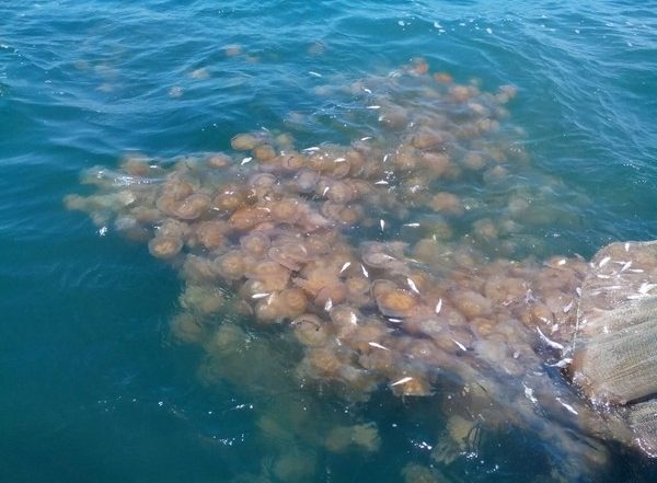 India News | Jellyfish Offer Potential Income for Fishermen, Sustainable Management Crucial: Experts