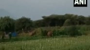 India News | Wild Elephants Damage Crops in Tamil Nadu's Dharmapuri