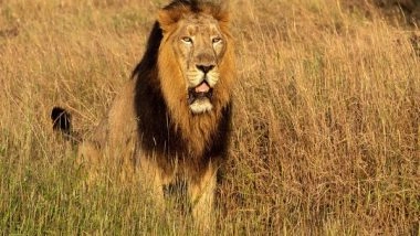 India News | Bengal's First Lion Safari to Come Up at North Bengal Animals Park in Siliguri