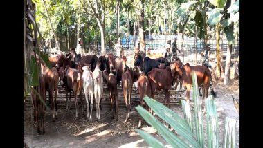 West Bengal: BSF Foils Cattle Smuggling Bid, Rescues 54 Cattle Heads