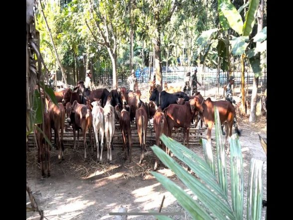 West Bengal: BSF Foils Cattle Smuggling Bid, Rescues 54 Cattle Heads - Vimarsana News