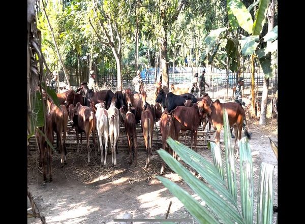 West Bengal: BSF Foils Cattle Smuggling Bid, Rescues 54 Cattle Heads